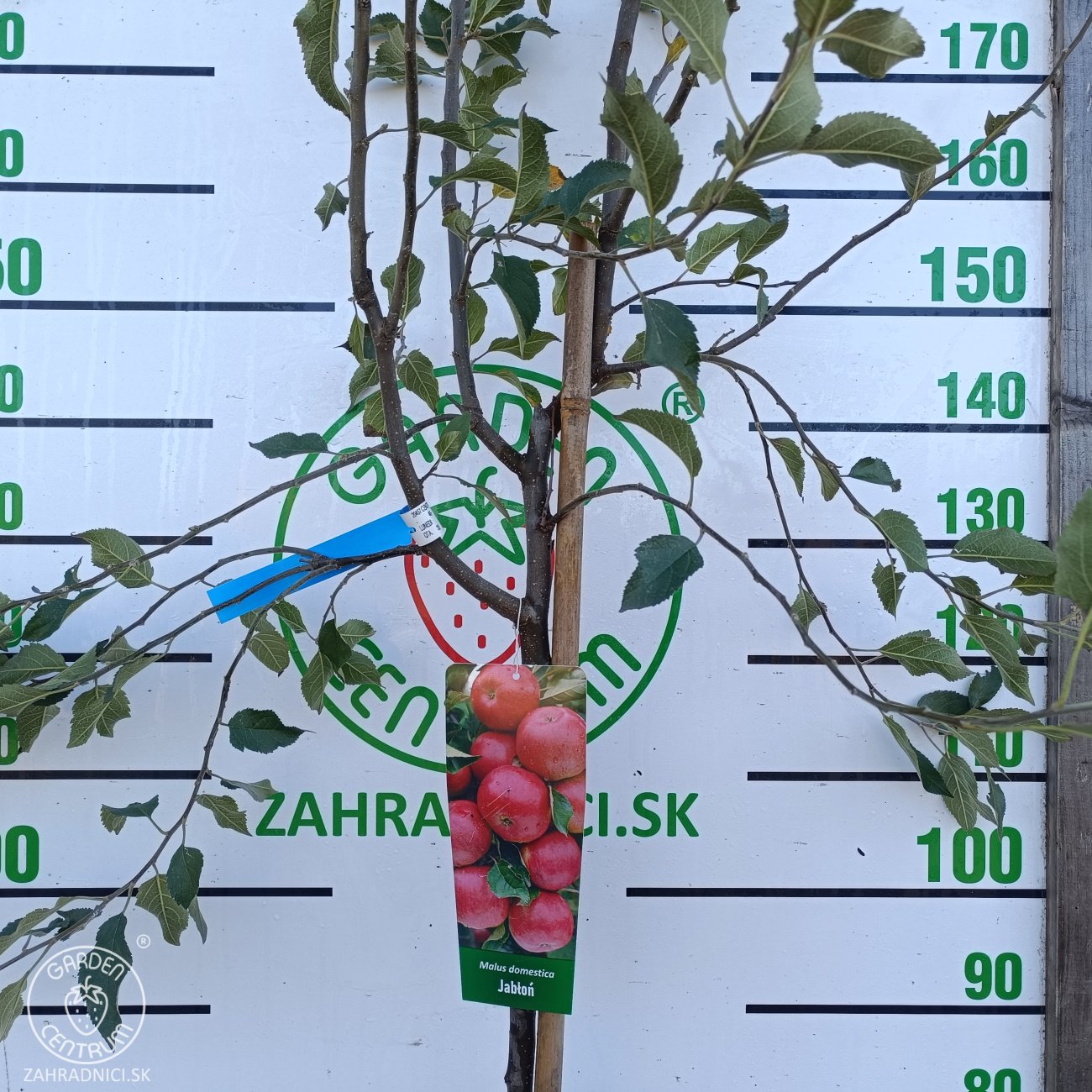 Obrázok Jabloň domáca (Malus domestica) ´FLORINA´- jesenná, výška 270-300 cm, obvod kmeňa 6/8 cm, kont. C6L